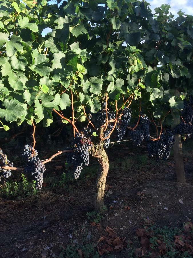Au Charmant Des Vignes Монтань Экстерьер фото
